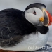 puffin_atlantic_msi_h_1613_can1234.jpg